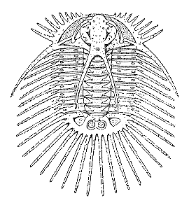 Radiaspis radiata  (Goldfu�)
