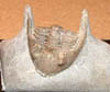 Neometacanthus stellifer